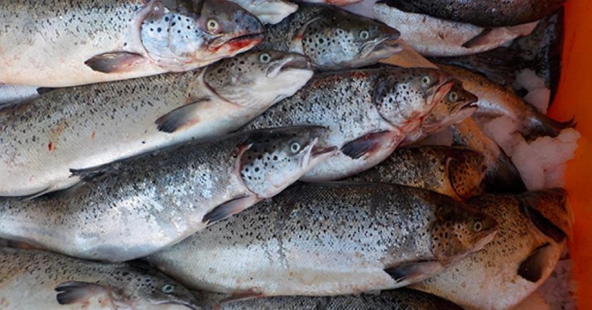 International Scientific Conference Held on Status of Pacific Salmon Stocks