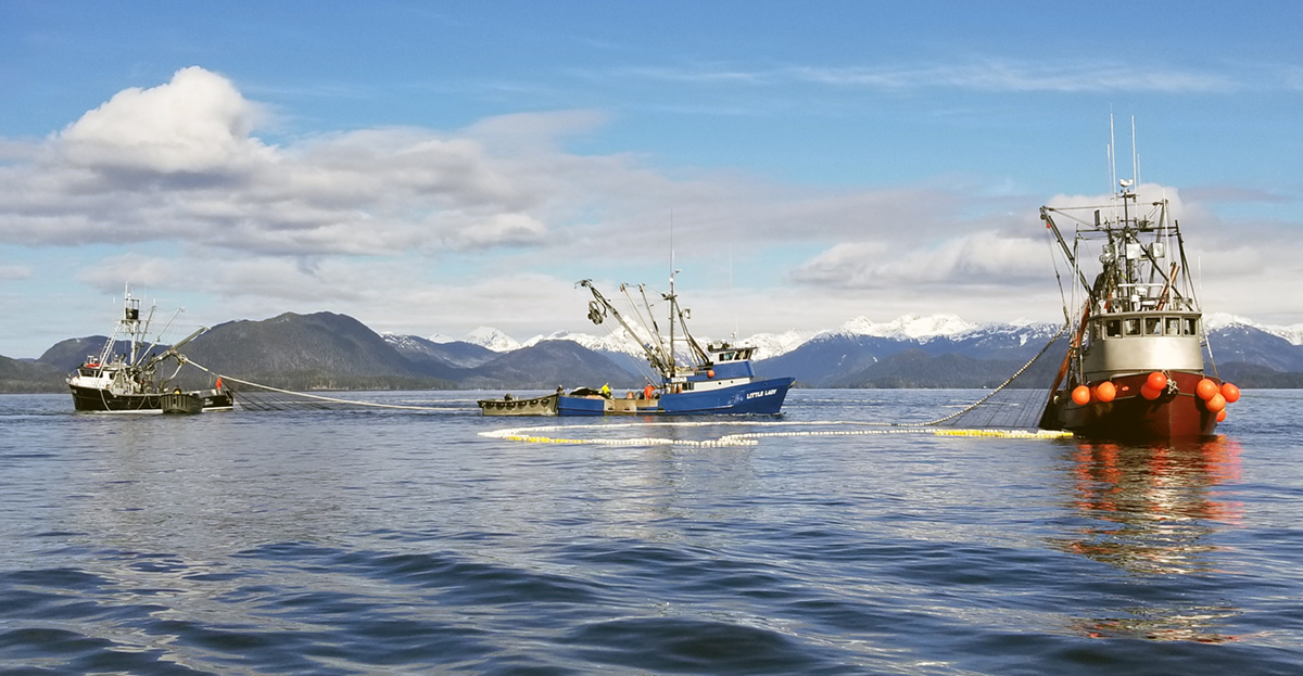 Sitka Sound Sac Roe Herring Fishery Unlikely in 2020