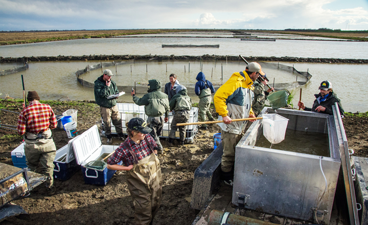 Nigiri Project Rears Juvenile Chinook Salmon in Winter-Flooded Rice Fields