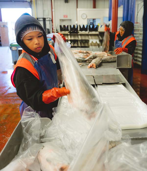 Bristol Bay Processors Donate King Salmon to Yukon River Villagers