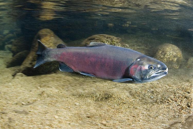 Investigation Urged into Toxic Chemical Impacts on Coho Salmon