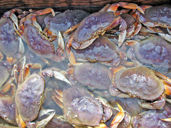 ODFW to Consider Dungeness Crab Fishery Management Plan