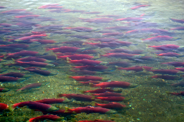 Feds, States Pouring Millions of Dollars into Boosting Declining Pacific Salmon, Steelhead Runs