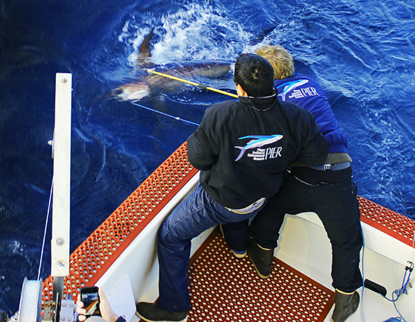 Deep-Set  Buoy Gear and Swordfish: NMFS Moves Forward