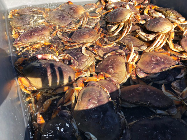New Restrictions Placed on California Dungeness Crab Traps