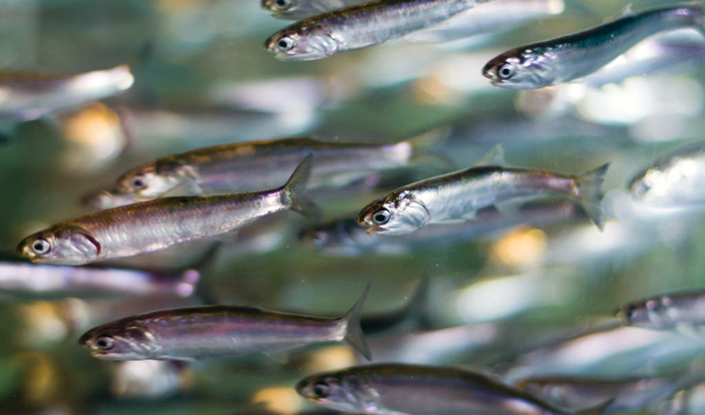 New Anchovy Protections Seen as Boost for Ocean Health