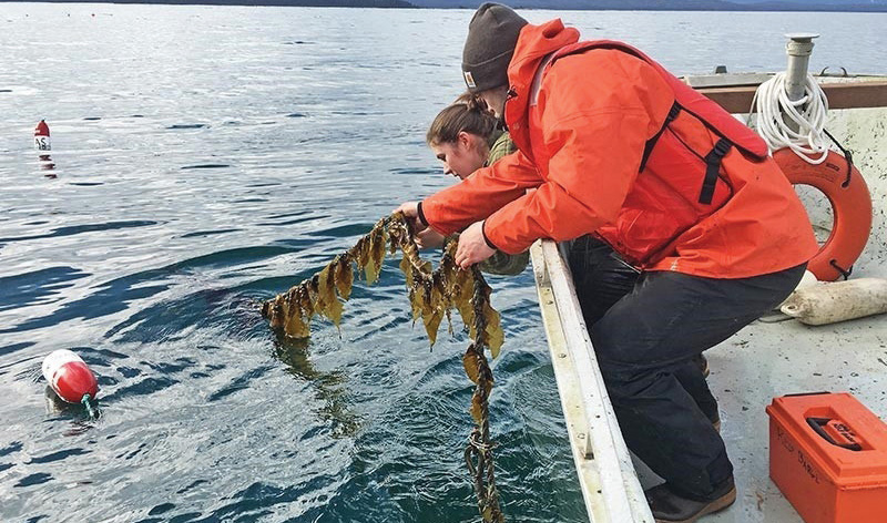 USDA Invests  $500,000 to Help Increase Mariculture Processing Capacity  in Southeast Alaska
