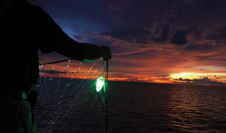 Study: Lighted Nets Reduce Bycatch,  Make Fishing More Efficient