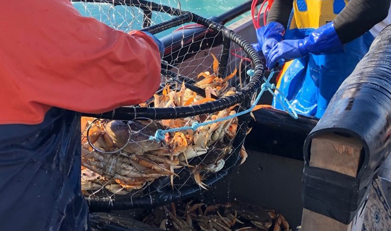 Commercial Crab Fishing Violations On the Rise in California, CDFW Says