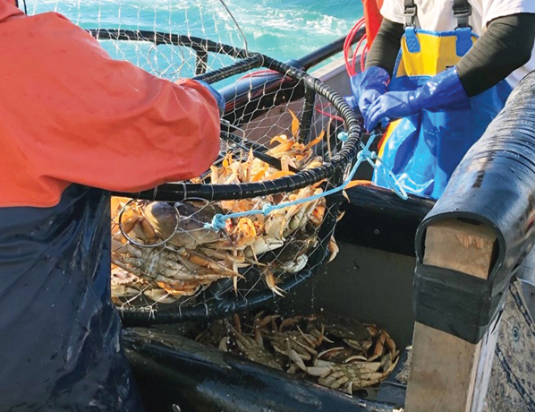 Commercial Crab Fishing Violations On the Rise in California, CDFW Says