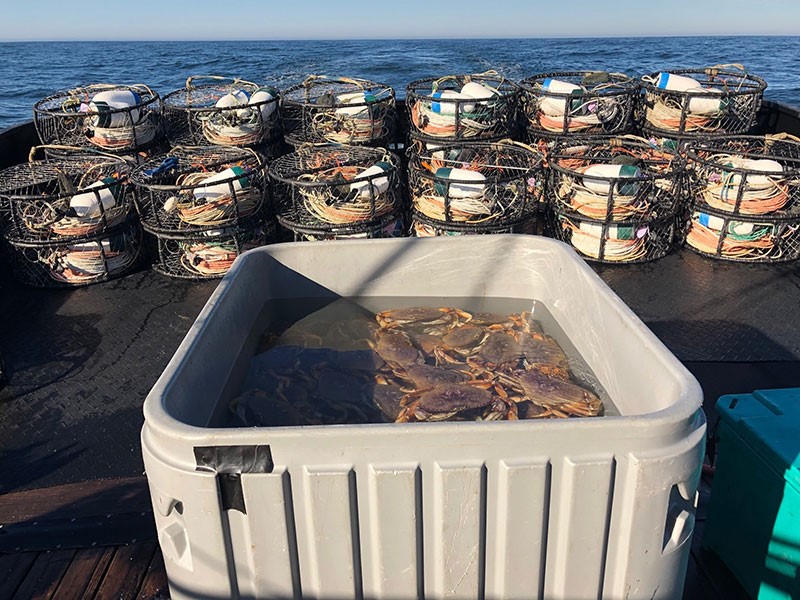 Crab Traps Banned For Remainder of Recreational Dungeness Season 