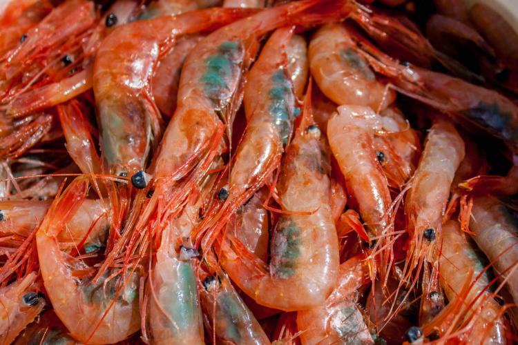 California Adopts Pink Shrimp Management Plan 