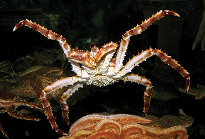 NPFMC Requests Expanded Discussion Paper on Bristol Bay Red King Crab Issues