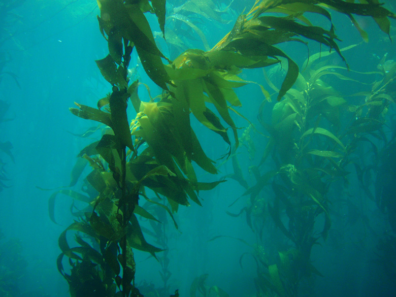 Research Shows Growing Kelp Helps Reduce Ocean Acidification
