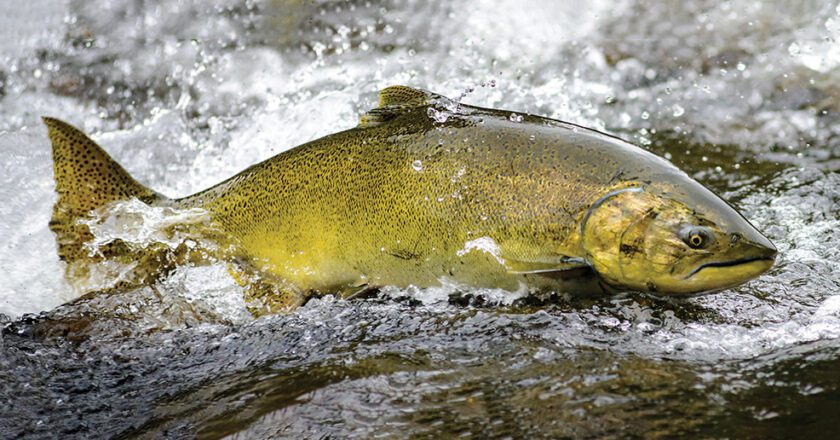 Study: Melting Glaciers Likely to Boost Healthy Salmon Spawning Habitat