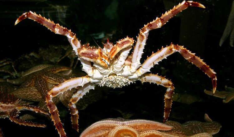 Norton Sound Fishermen Harvest 308,623 Pounds of Red King Crab