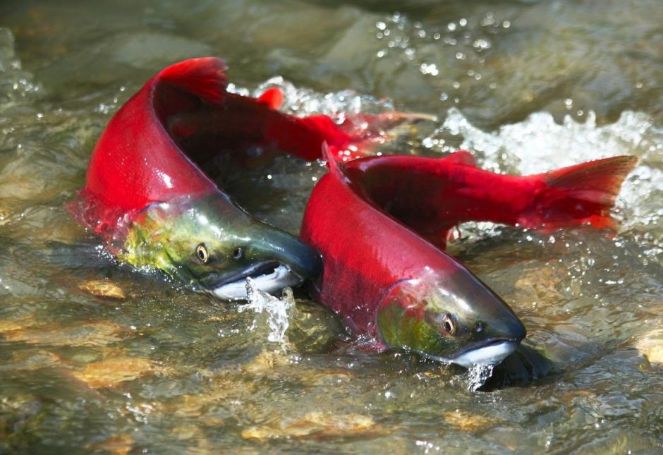 Alaska Salmon Harvest Swells to 68.8 Million Fish
