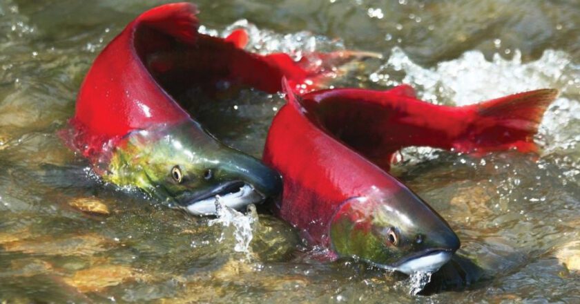 UW Study Supports ‘Safety in Numbers’ Hypothesis for Pacific Salmon