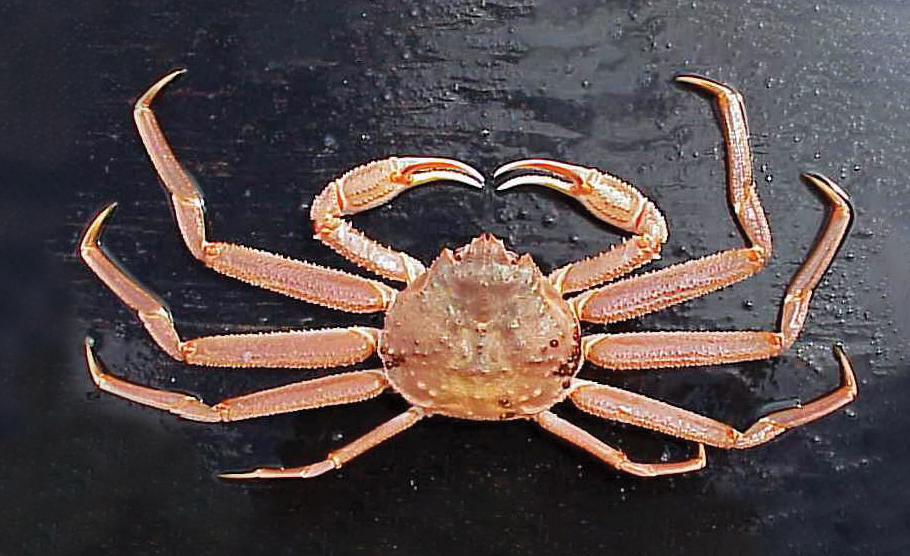 Public Comment Sought on Reducing Mortality for Red King Crab, Snow Crab