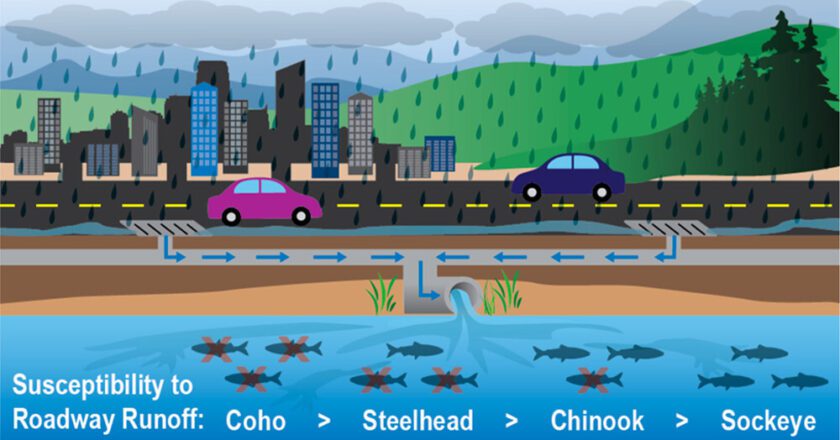 Roadway Runoff Lethal to Coho, Chinook Salmon, Steelhead: Report