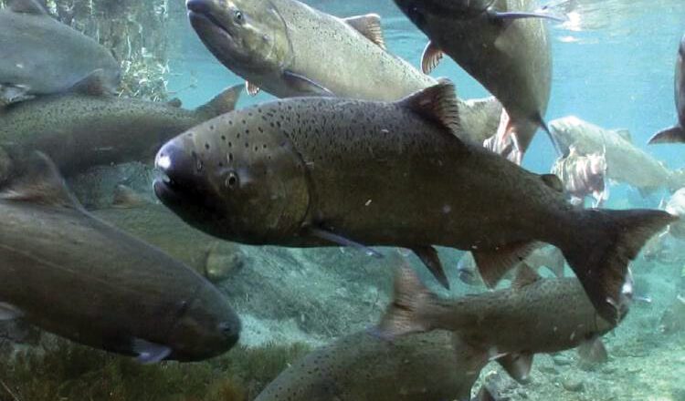 Salmon, Steelhead Still Face Threats in Interior Columbia Basin