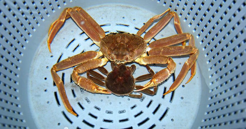 Mature Snow Crab Struggling in Eastern Bering Sea,  But Immature Numbers Rising