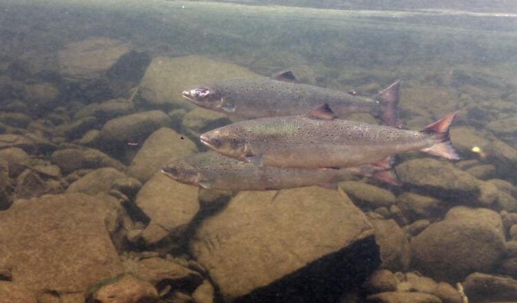 Body Size of Atlantic Salmon Adapts to Habitat Changes: Study