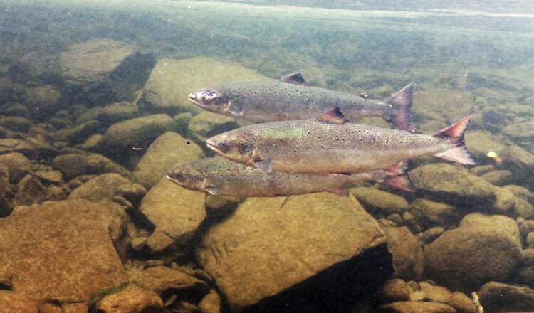 Body Size of Atlantic Salmon Adapts to Habitat Changes