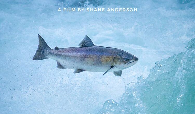 Filmmaker Explores Possible Extinction of Early Run Pacific Chinook Salmon