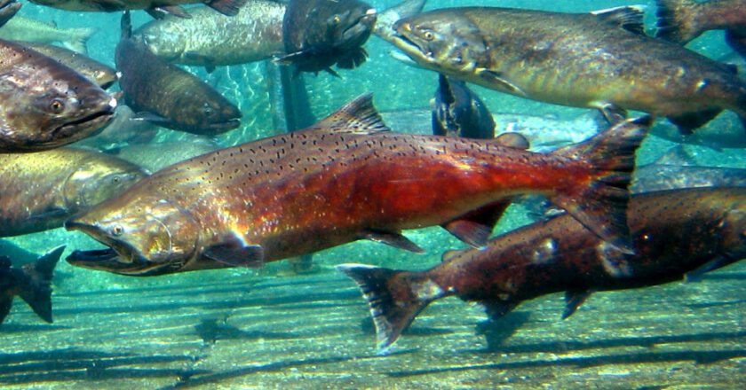 New Seattle Effort Aims to Boost Salmon Habitat