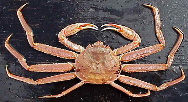Tanner Crab Fishery Opens Jan. 15 in One Section of Eastern Aleutian District