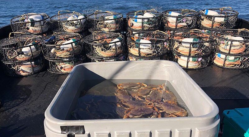 Demise of Alaska’s Bering Sea Crab Fisheries Expected to Have Ripple Effect