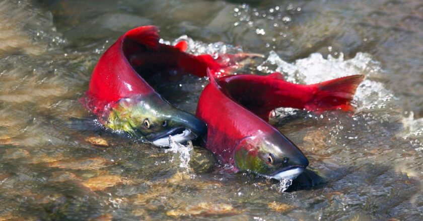 2023 Bristol Bay Sockeye Salmon Forecasts Anticipate Lower Harvest