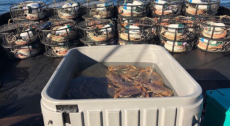 Demise of Alaska’s Bering Sea Crab Fisheries Expected to Have Ripple Effect