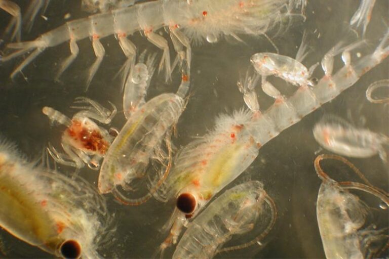 Zooplankton Research Sheds Light on Future Northern Bering Sea