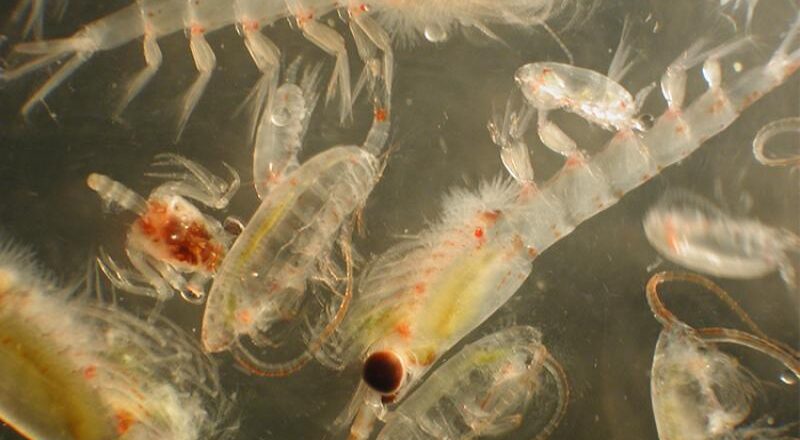 Zooplankton Research Sheds Light on Future Northern Bering Sea Ecosystem