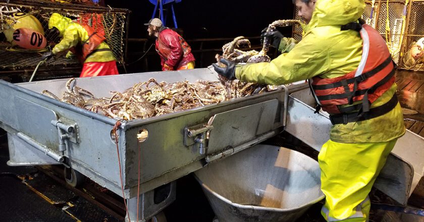 Bering Sea Crabbers Partner With Alaska, Feds to Study Red King Crab