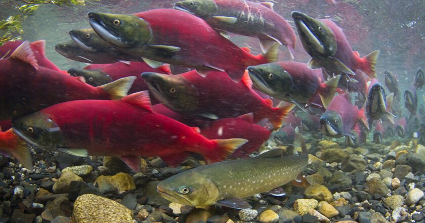 Ocean Competition Cited In Declining Size of Sockeye Salmon