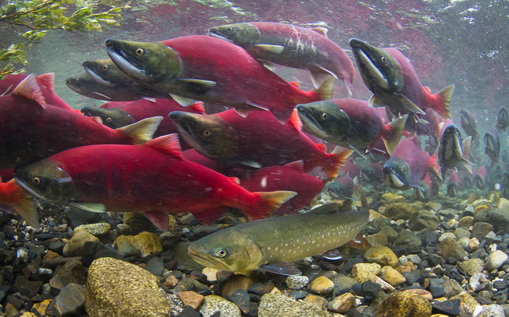 Ocean Competition Cited In Declining Size of Sockeye Salmon – Fishermens  News