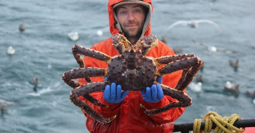 Bering Sea Crabbers Partner With Alaska, Feds to Study Red King Crab