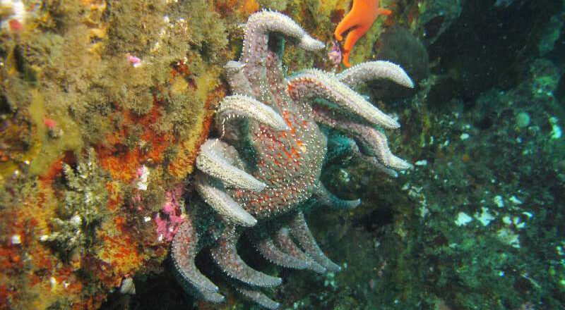Sunflower Sea Star Proposed for Listing Under ESA