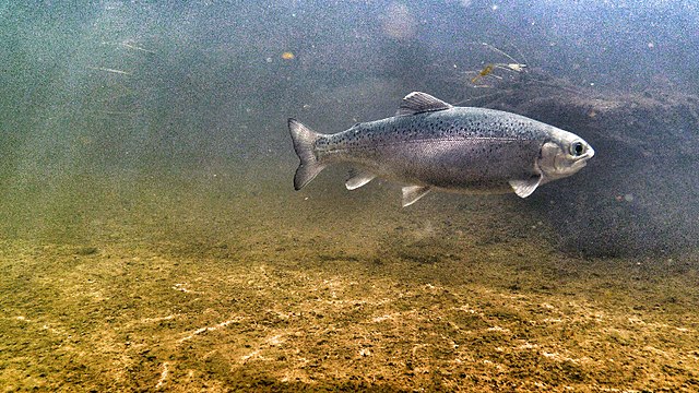 Fishing, Conservation Groups Sue Utility Over Harm to Salmon  and Steelhead in Eel River