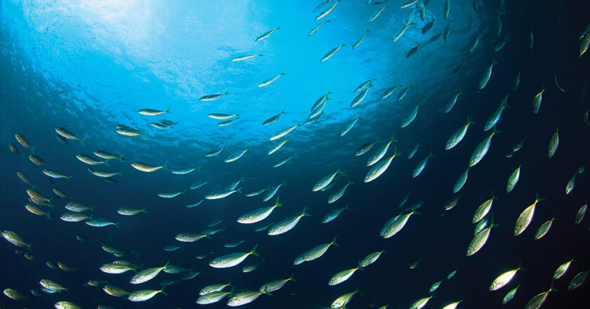 Studies Show Major Fish Populations Are Relocating to North, South Poles