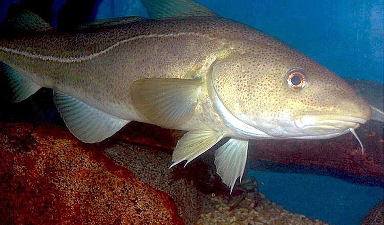 Study: If Properly Managed, Atlantic Cod Stocks Could Rebound