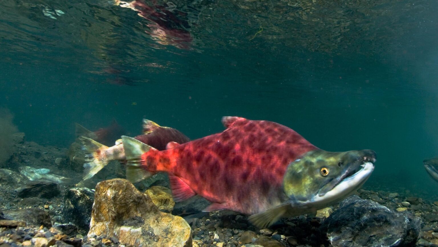 Copper River Salmon Catch Nears 400,000 Fish