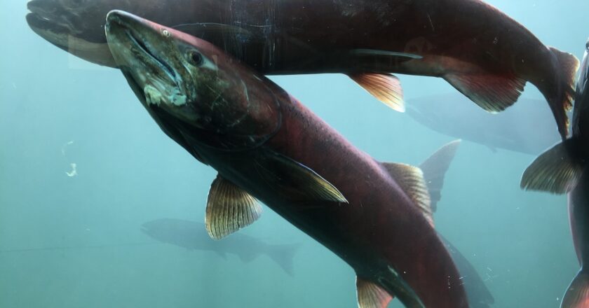 Alaska Statewide Salmon Harvest Now Tops 5M Fish