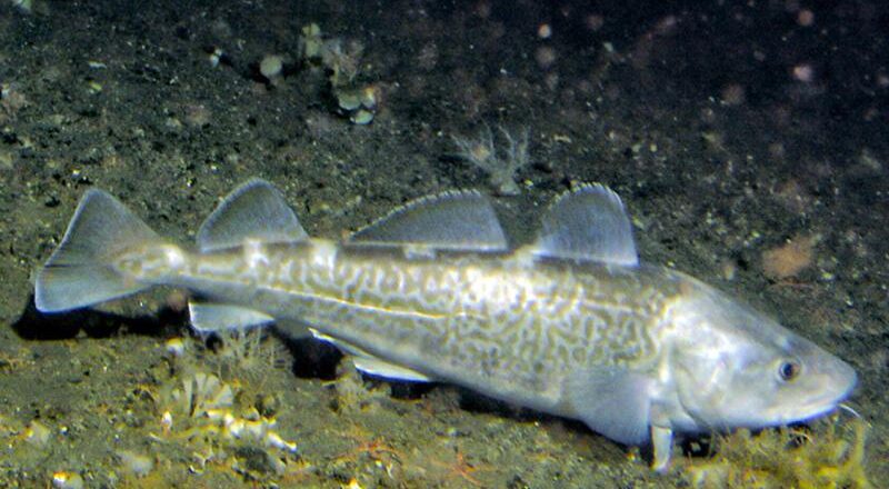 NOAA Fisheries Study Looks at Future of Pacific Cod Moving North