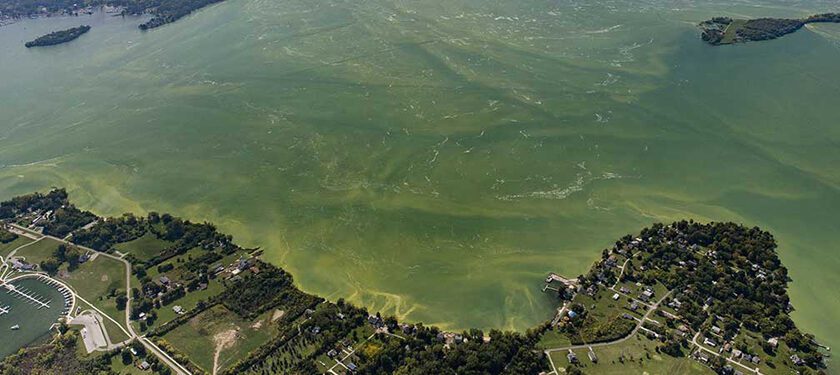 Toxic Algal Bloom Suspected in Dolphin and Sea Lion Deaths in