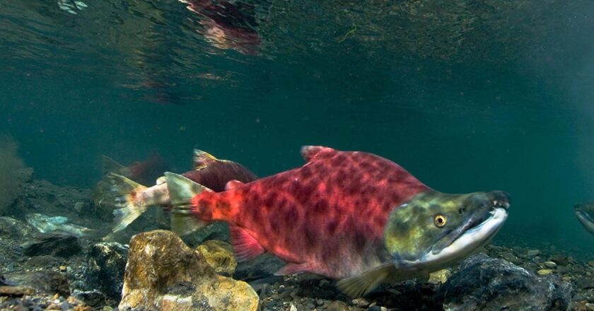 Commercial Harvest in Alaska Exceeds 77M Salmon