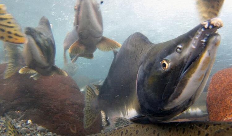 Pacific Salmon Commission Boosts Pink Salmon Forecast for Fraser River